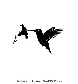 Hummingbird silhouette drinking nectar from flower.