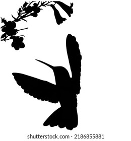 Hummingvogel-Silhouette Vektorgrafik, die bei Blumen auf weißem Hintergrund im EPS-Format fliegt