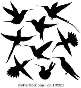 Hummingbird Silhouette. vector illustration. isolated on white