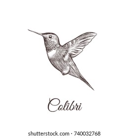 Dibujo a mano de Hummingbird. ilustración portadora de colibri de una ave