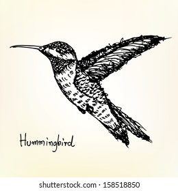 hummingbird sketch vector