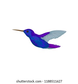 Hummingbird, tiny colibri with bright blue plumage vector Illustration on a white background