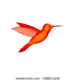 Hummingbird, tiny colibri with bright orange plumage vector Illustration on a white background