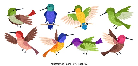 Hummingbird tropical bird character. Nature wildlife illustration set. Flying humming-bird isolated on white background