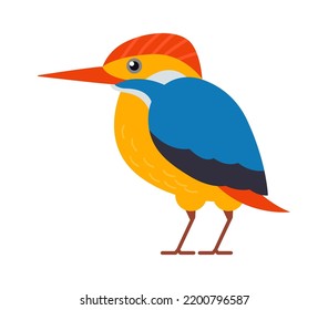 Hummingbird Tropical Bird. Vector illustration