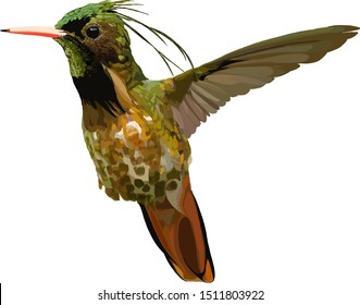 Hummingbird with tuft color graphic illustration