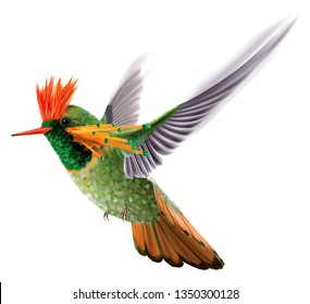 Hummingbird tufted coquette Lophornis ornatus in flight on a white background. Vector curves and mesh illustration