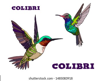 Hummingbird two bright little tropical birds  flying vector