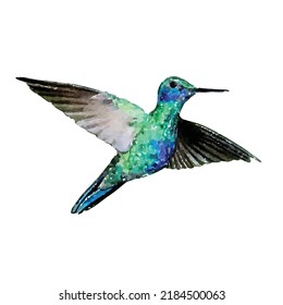 Hummingbird vector illustration. Colibri on white background. Exotic bird hand drawn. Tropical fauna. Colorful bird picture. Clipart for logo, greeting card and design.