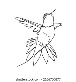 Hummingbird vector illustration drawn in line art style