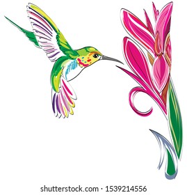 Hummingbird. Vector illustration of exotic flying Colibri Bird with flower isolated on white background