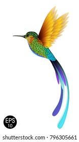 Hummingbird. Vector illustration of exotic flying Colibri Bird isolated on white background