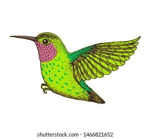 Hummingbird vector illustration. Hand drawn flying colibri bird. Colorful illustration.