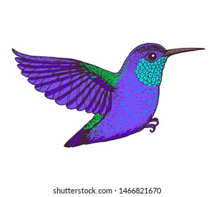 Hummingbird vector illustration. Hand drawn flying colibri bird. Colorful illustration.