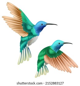 hummingbird vector image in color