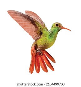 Hummingbird vector on white background. Colibri illustration on white background. Exotic bird picture. Birds hand drawn. Jungle fauna. Clipart for logo, greeting card and design.