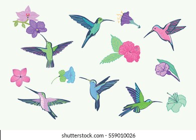 hummingbird vector pattern