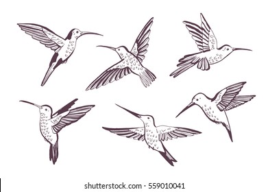 hummingbird vector pattern