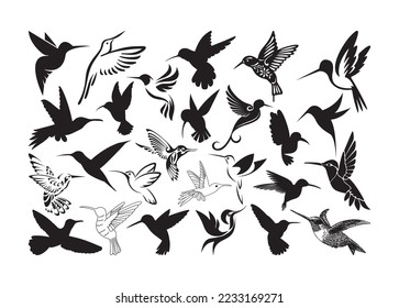 Hummingbird vector For Print, Hummingbird vector Clipart, Hummingbird vector Illustration