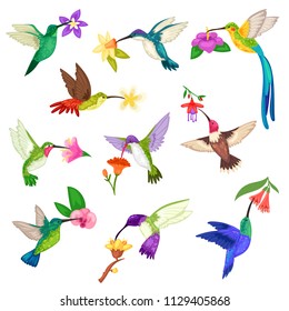 El colibrí vectorial personaje tropical que rebosa pájaro con hermosas alas de pájaros sobre flores exóticas en la naturaleza, ilustración de la fauna silvestre, formada por un colibrí volador en el trópico aislado en fondo blanco