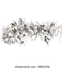 Hummingbird - vintage engraved illustration - "Cent récits d'histoire naturelle" by C.Delon published in 1889 France