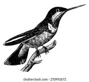 Hummingbird, vintage engraved illustration. Natural History of Animals, 1880.
