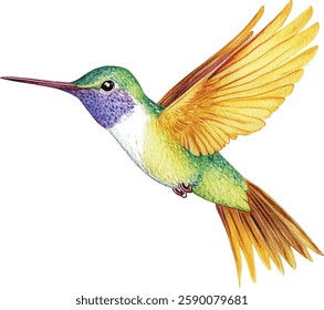 Hummingbird Watercolor  - Colorful Birds in Flight vector illustration