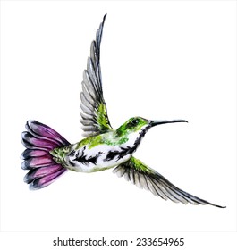 Hummingbird  watercolor painting