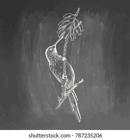 Hummingbird. White bird sketch isolated on black background. Vector drawing of colibri for greeting card, invitation, print, web project. Hand drawn illustration. Blackboard and chalk board imitation