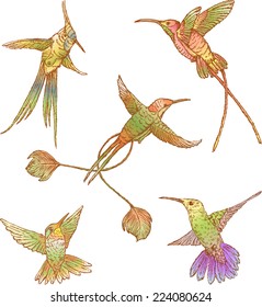 Hummingbirds