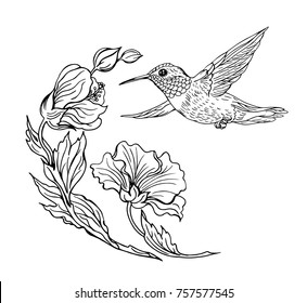 Hummingbirds and flowers, black and white contour drawing, coloring page