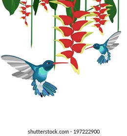 Hummingbirds and Heliconias.