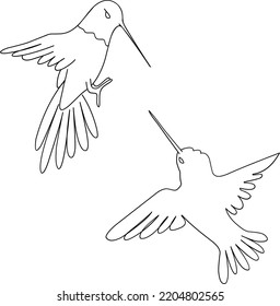 hummingbirds illustration. Hand-drawn doodles illustration. Line art. Icon