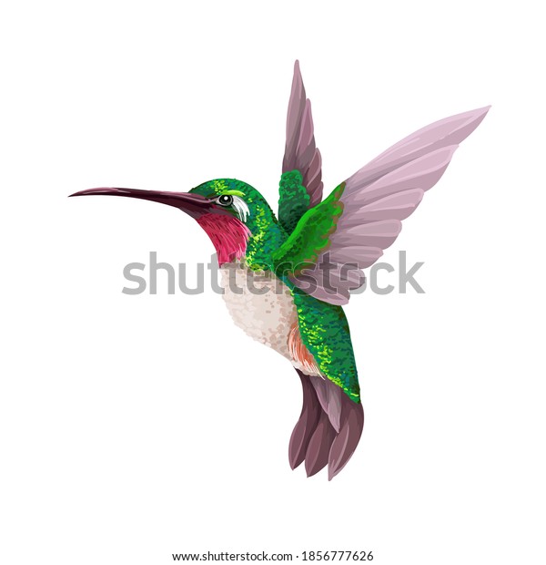 Colibris Isoles Impression Vectorielle Tendance Image Vectorielle De Stock Libre De Droits