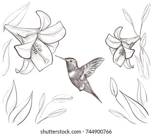 Hummingbirds Lilies Colibri Flowers Sketch Vector Stock Vector (Royalty ...