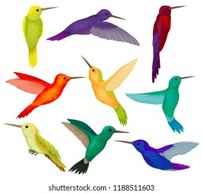 Hummingbirds sest, tiny birds with bright colorful plumage vector Illustration on a white background