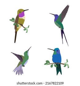 Hummingbirds. Set of four hummingbird on a white isolated background. Vector illustration.