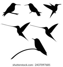 Silueta de colibríes. Conjunto de vector aislado sobre un fondo blanco.