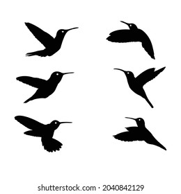 Hummingbirds Silhouette on isolated background. Vector drawing
