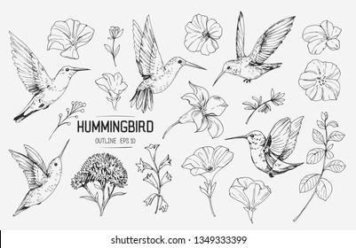 Hummingbirds and tropical flowers. Hand drawn illustration converted to vector