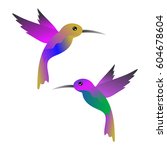 Hummingbirds vector  illustration