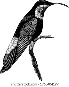 Hummingbirds are very small and belong to the avian family Trochilidae, they flap their wings very fast., vintage line drawing or engraving illustration. 