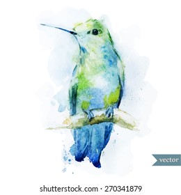 hummingbirds, watercolor, vector, bird, 