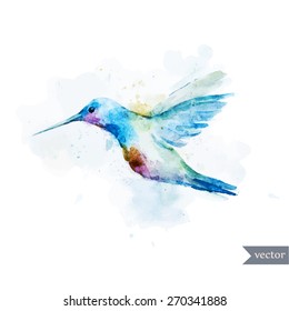 hummingbirds, watercolor, vector, bird, drawing, 