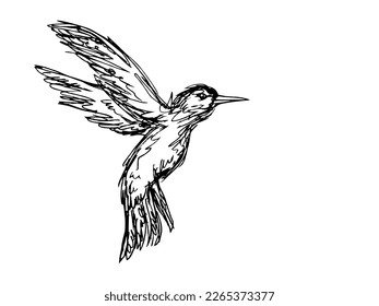 Hummingbird.Sketch of cute bird. vector illustration on white paper background