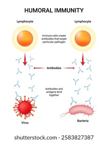 Humoral immune or antibody mediated immune response