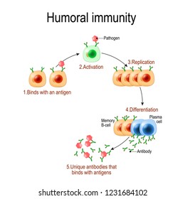 Explanation Stem Cell Application Stock Vector (Royalty Free) 267174020