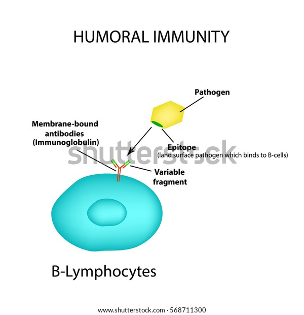 Humoral Immunity B Lymphocytes Antigen Pathogen 스톡 벡터(로열티 프리) 568711300 ...