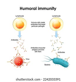 humoral immunity. Bacteria, Virus, Lymphocyte and Antibody. Immune cells create antibodies that target particular pathogen. Antibodies encounter antigens and bind with them.