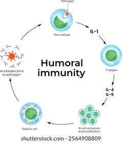 Humoral Immunity Design Vector Illustration